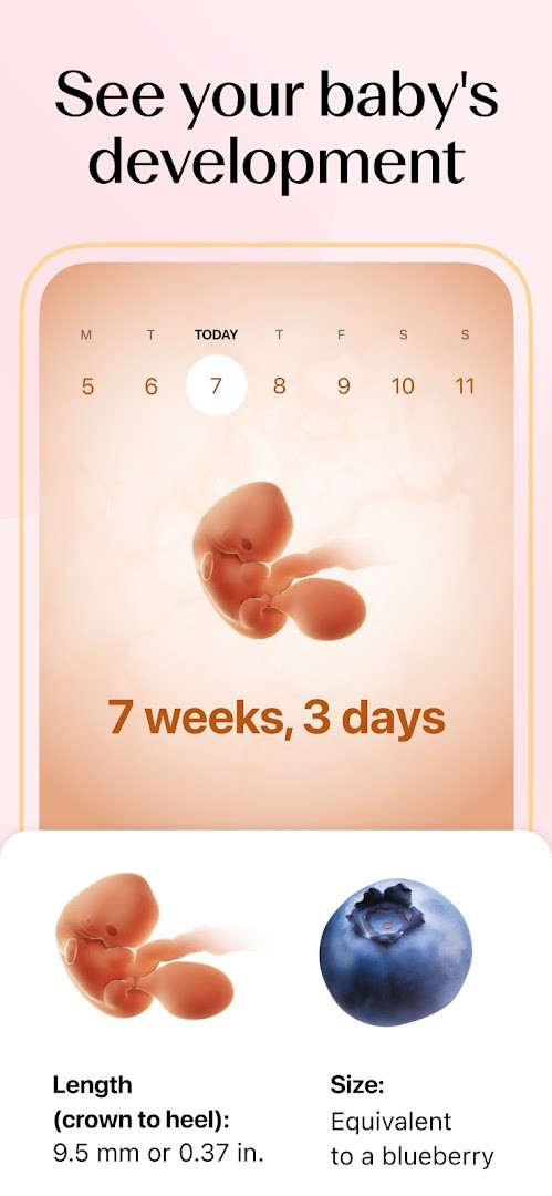 Fertile window and ovulation prediction chart with daily fertility status.